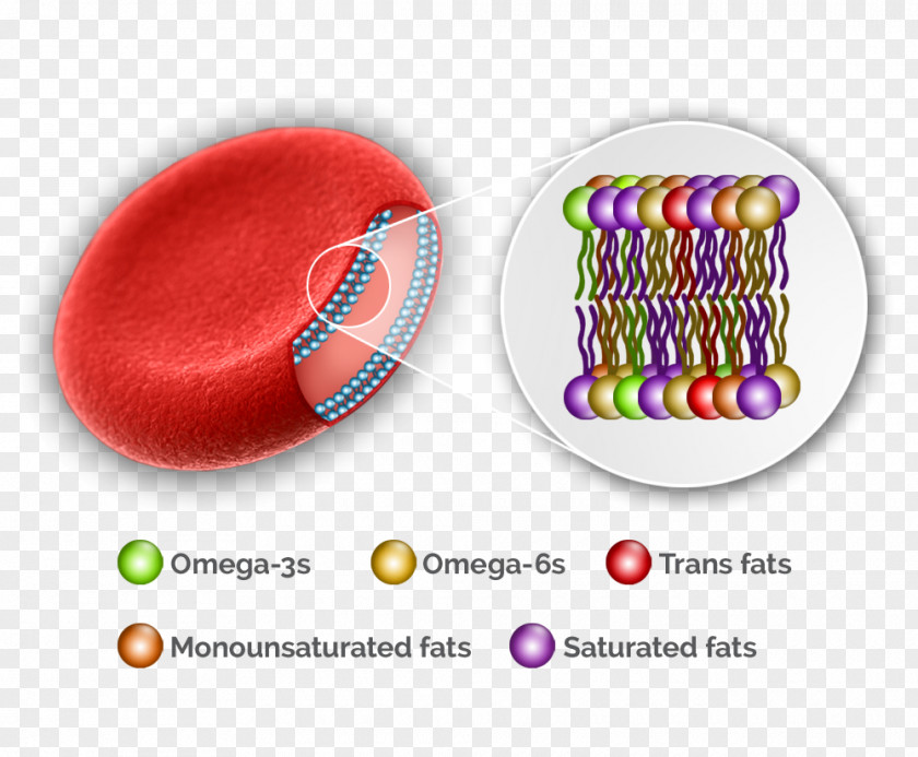Blood Molecular Biology Of The Cell Red PNG