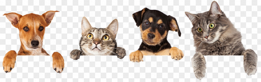 Cat Dog–cat Relationship Veterinarian Pet PNG