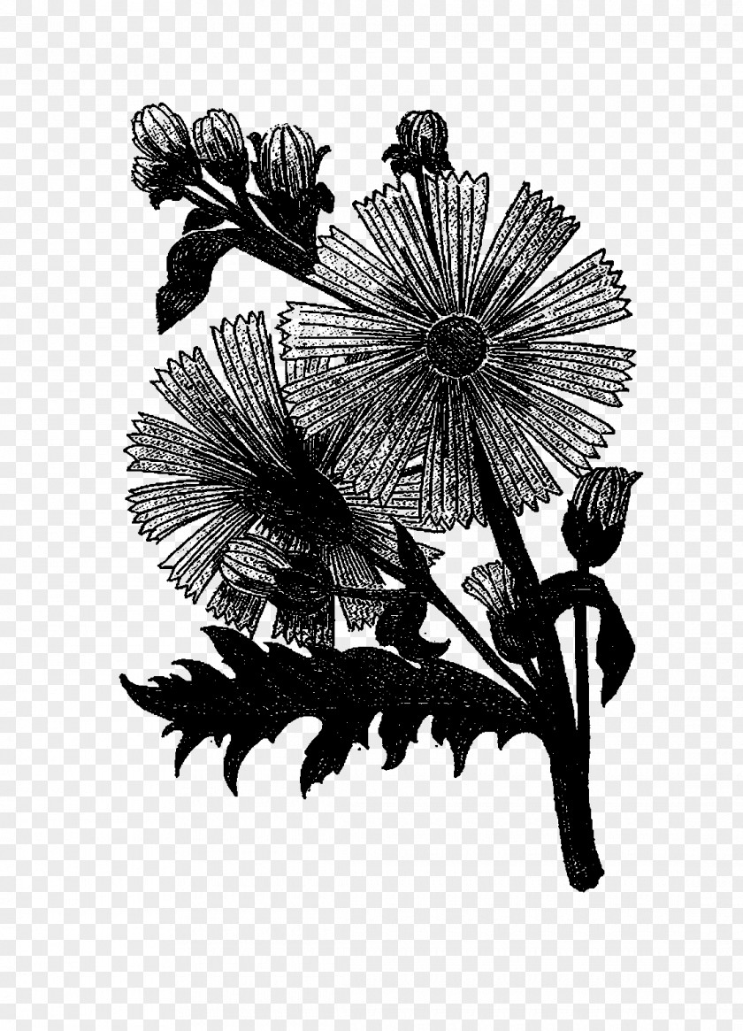 Chrysanthemum Floral Design Cut Flowers PNG