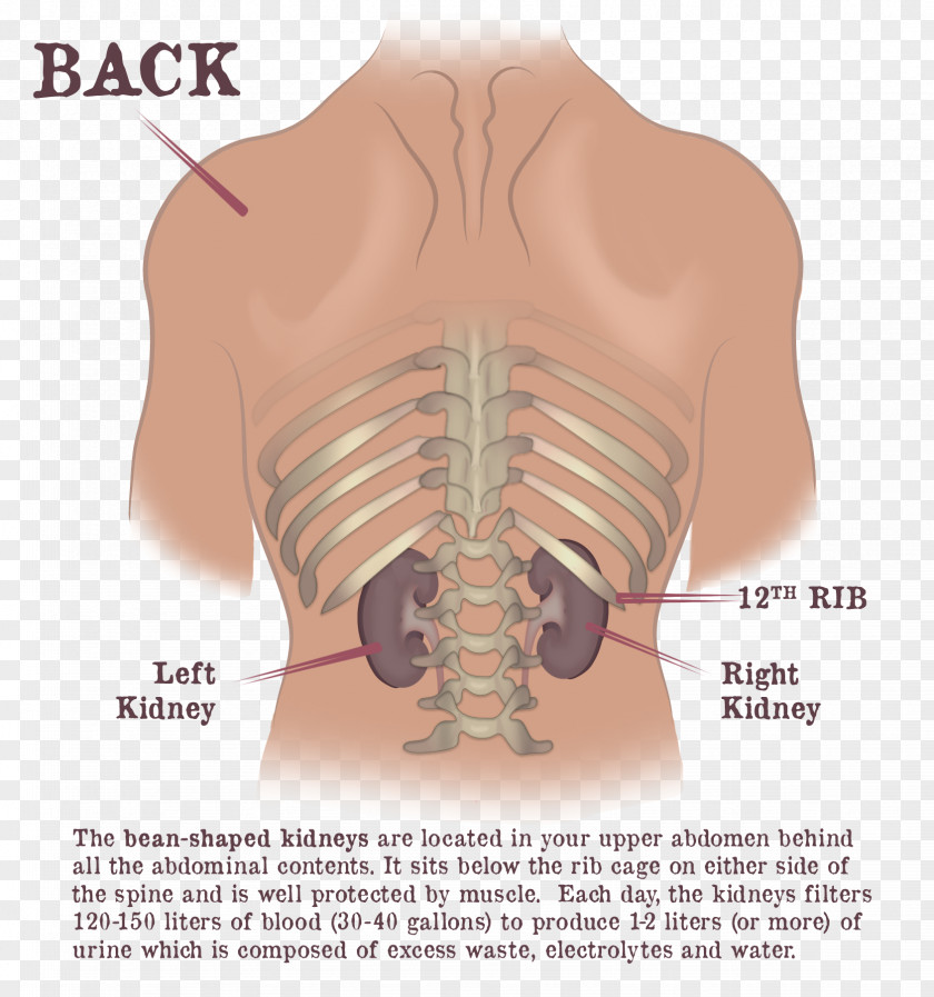 Kidney Dr. Gaytri Gandotra Rib Cage Shoulder Vertebral Column PNG