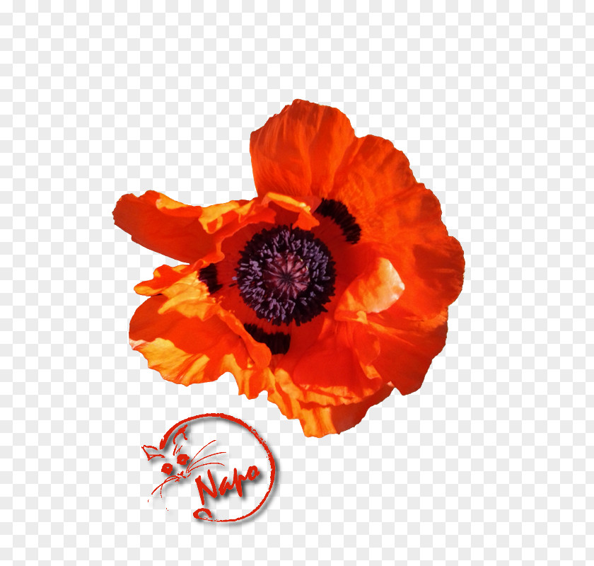 Poppy Centerblog Photography If(we) PNG