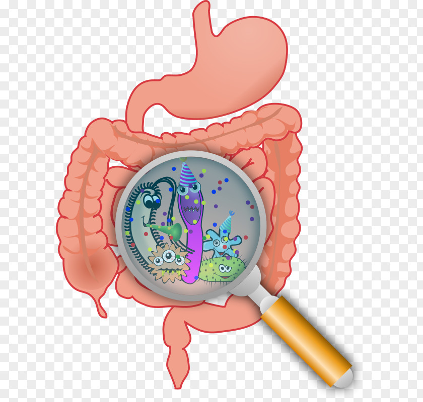 Colon Gut Flora Gastrointestinal Tract Large Intestine Bacteria Probiotic PNG