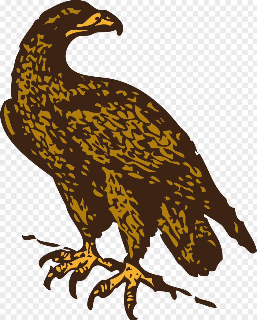Eagle Bald Golden Clip Art PNG