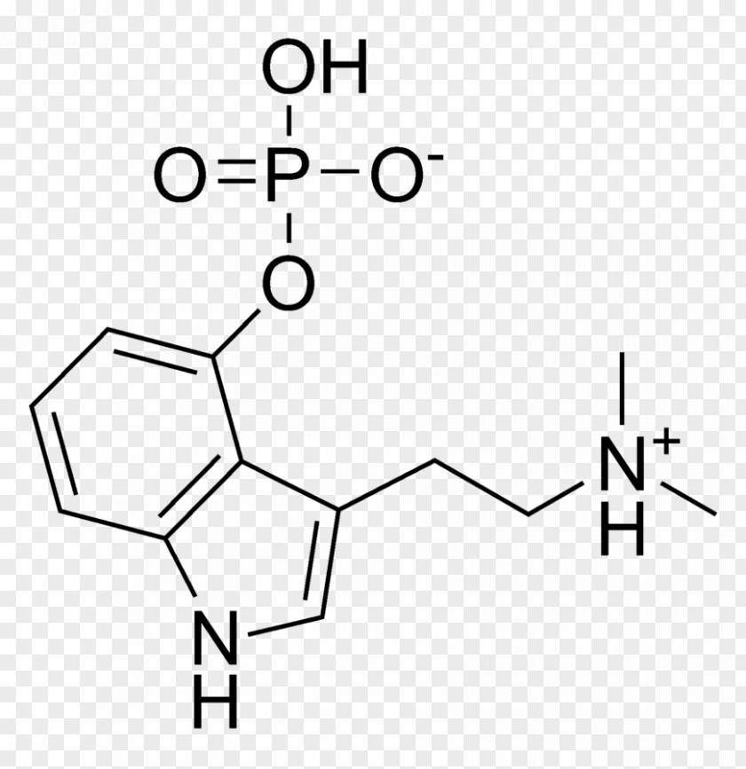 Mushroom Liberty Cap Psilocybin Psilocin N,N-Dimethyltryptamine PNG