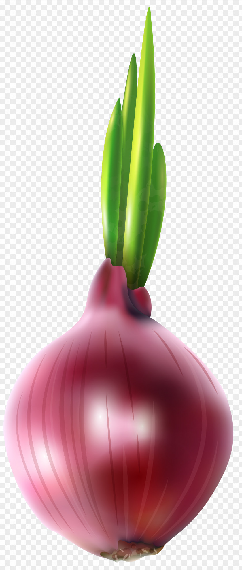 Red Onion Free Clip Art Image Computer File PNG