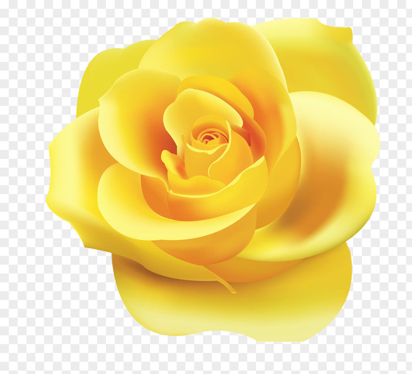 Rose Desktop Wallpaper Yellow Clip Art PNG