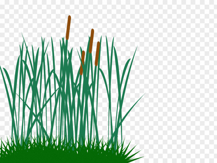 Tall Grass Clip Art Andropogon Gerardi PNG