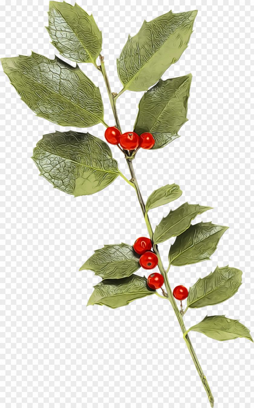 Ilex Vomitoria Verticillataamerican Winterberry Holly PNG