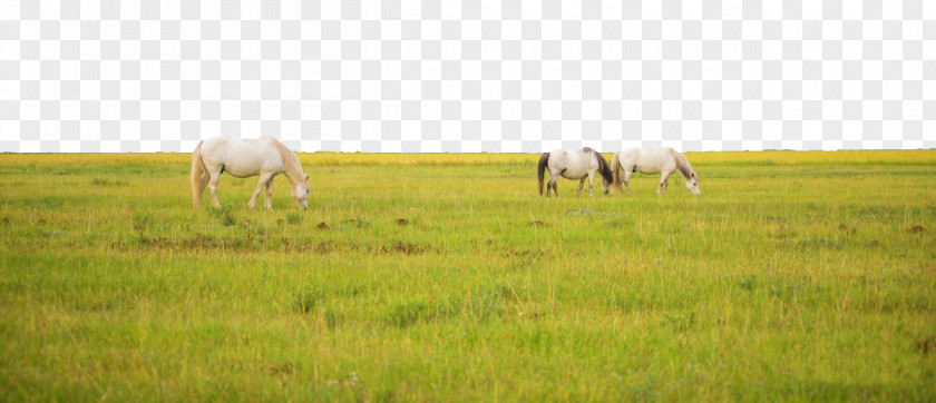 Qinghai Lake Scenery Steppe Grassland Lawn Farm Polder PNG