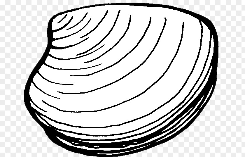 Seashell Clam Chowder Mussel Clip Art PNG