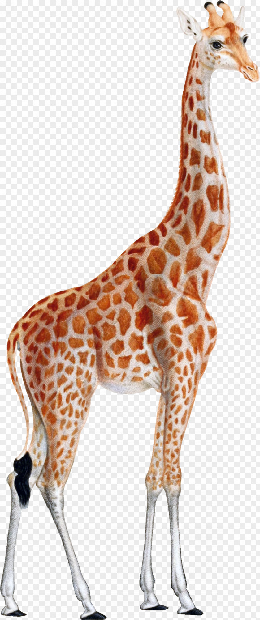Tail Neck Giraffe Cartoon PNG