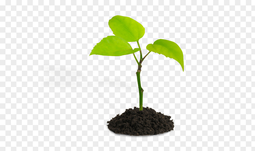 Abatement Infographic Plants Seedling Stock Photography Plant Stem Sky PNG