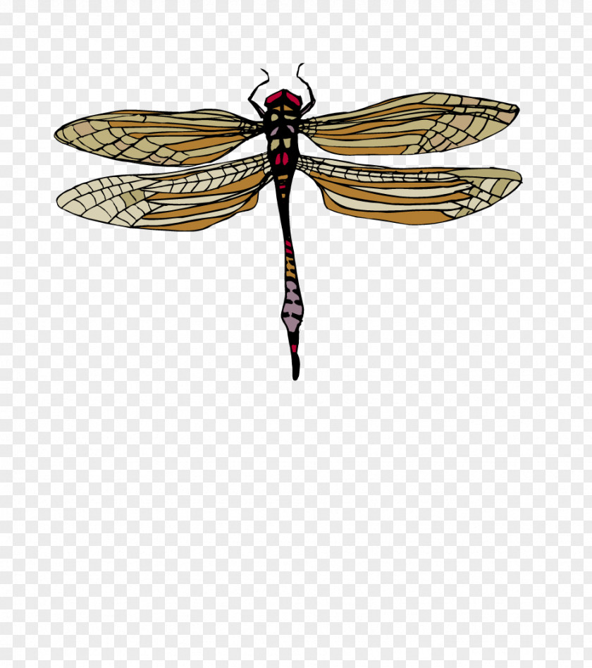 Cartoon Dragonfly 3D Computer Graphics Butterfly Insect PNG