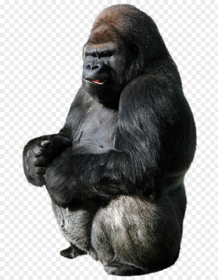 Gorilla PNG clipart PNG