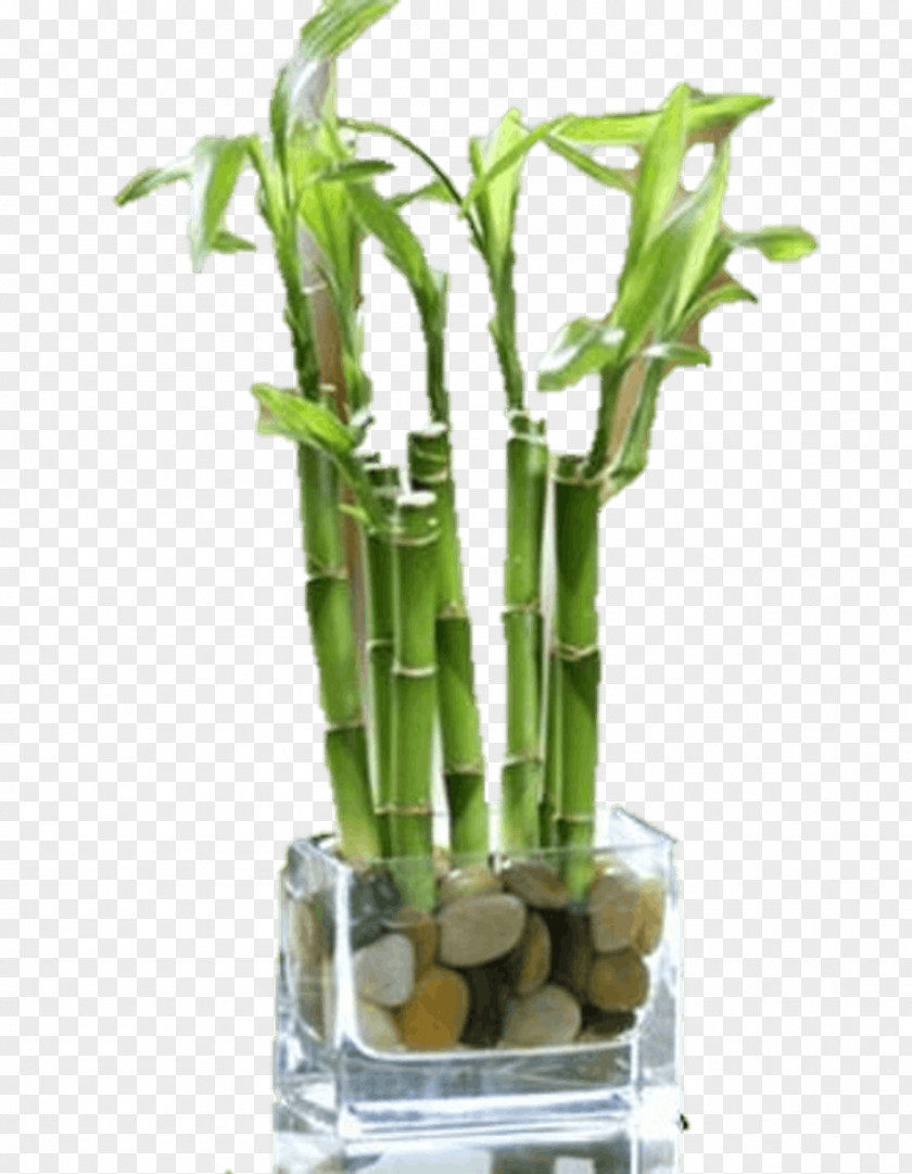 Lucky Bamboo Wheaton Glen Ellyn Carol Stream West Chicago Floral Design PNG