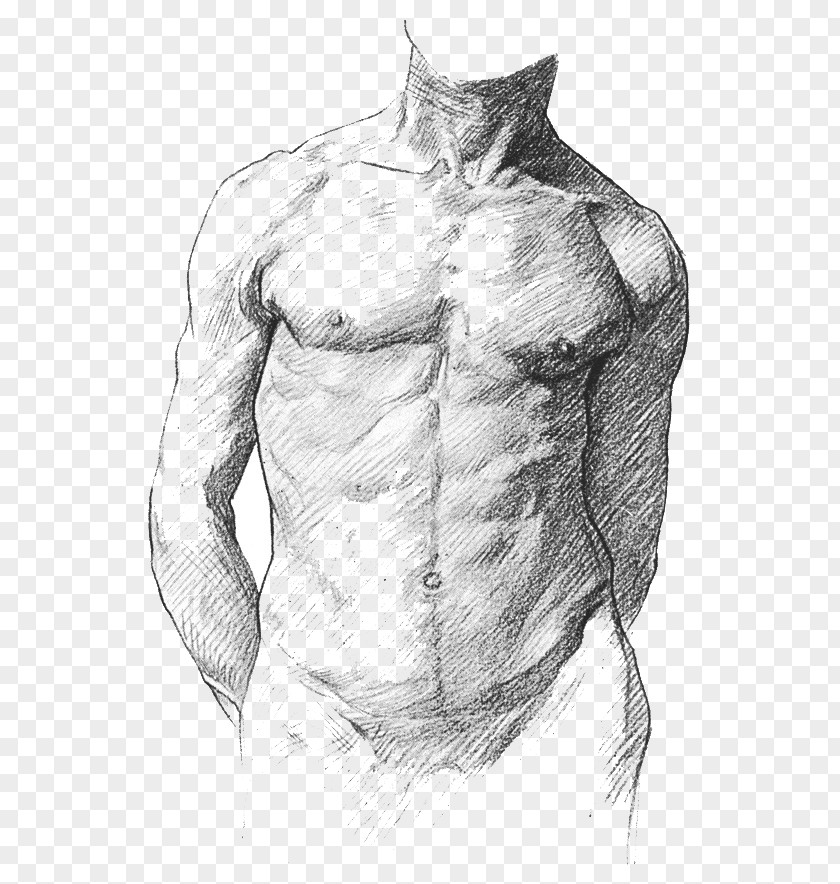 Muscle Anatomy Human For Art Students Artists Body PNG