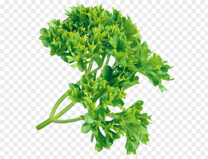 Parsley Herb Clip Art Condiment PNG