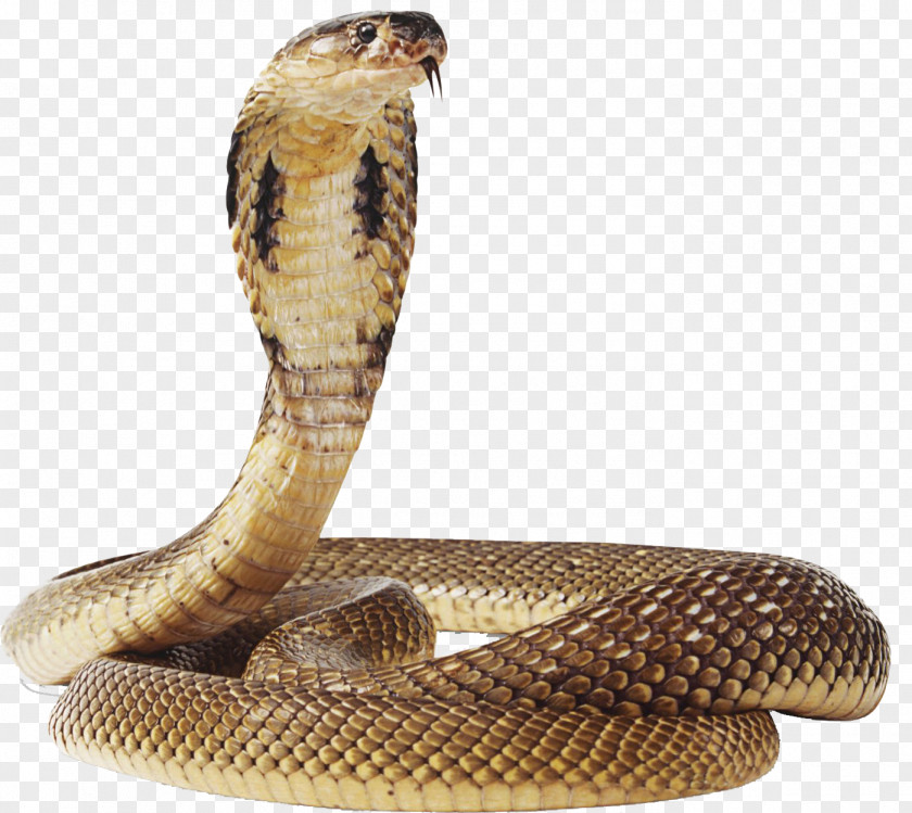 Snake Image Green Anaconda PNG