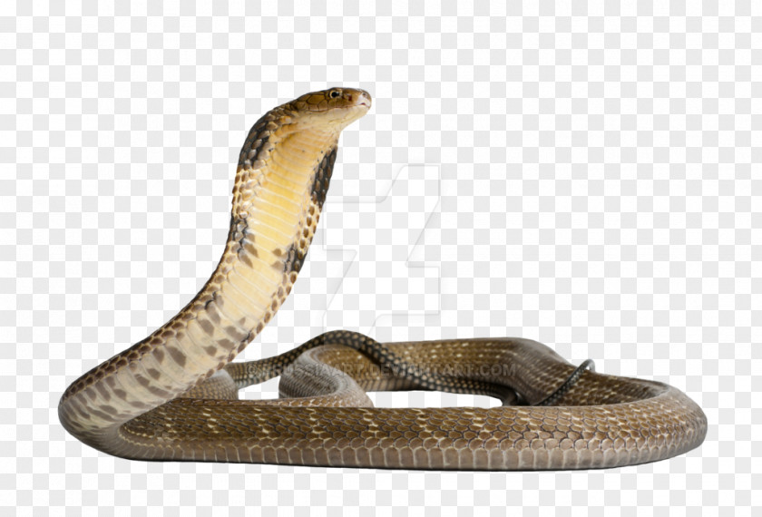 Anaconda Venomous Snake Gaboon Viper King Cobra PNG