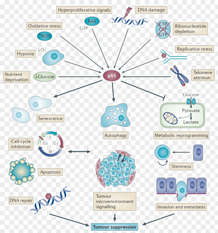 P53 Tumor Suppressor Gene Apoptosis Cell Mdm2 PNG