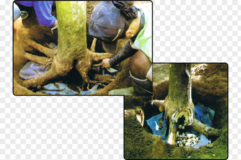 Rubber Tree Pará Reptile Rigidoporus Microporus Natural PNG