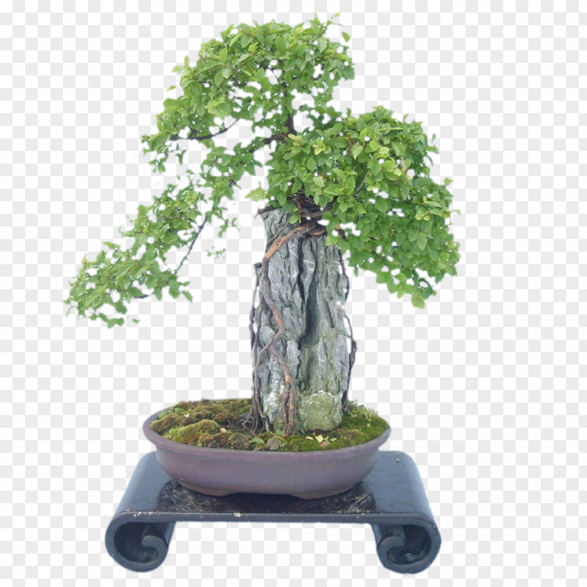 Tree U76c6u666fu9020u578bu827au672f Bonsai Horticulture Garden PNG