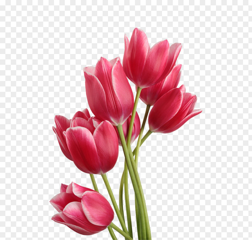 Tulip Flower Bouquet Clip Art PNG