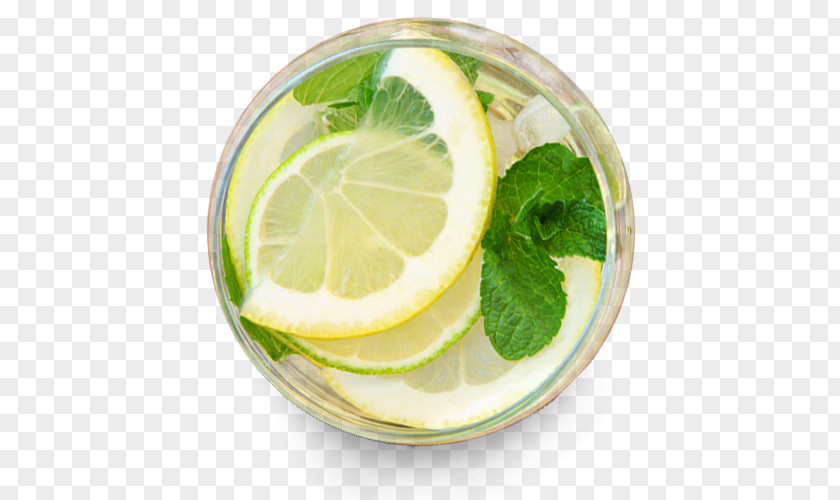 Verre Lemon Balm Beebalm Water Ionizer Alkaline Diet PNG