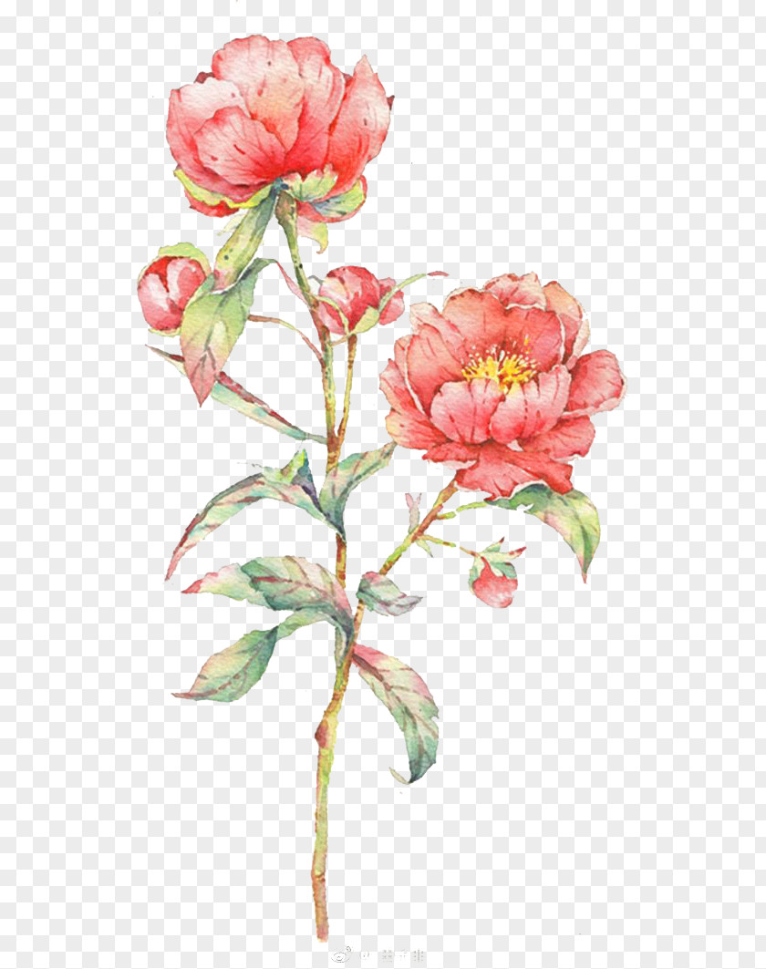 Watercolor Flowers Watercolor: Painting Centifolia Roses PNG