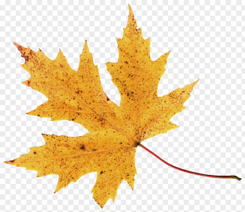 Autumn Leaf Image 2017 Nissan LEAF Color Clip Art PNG