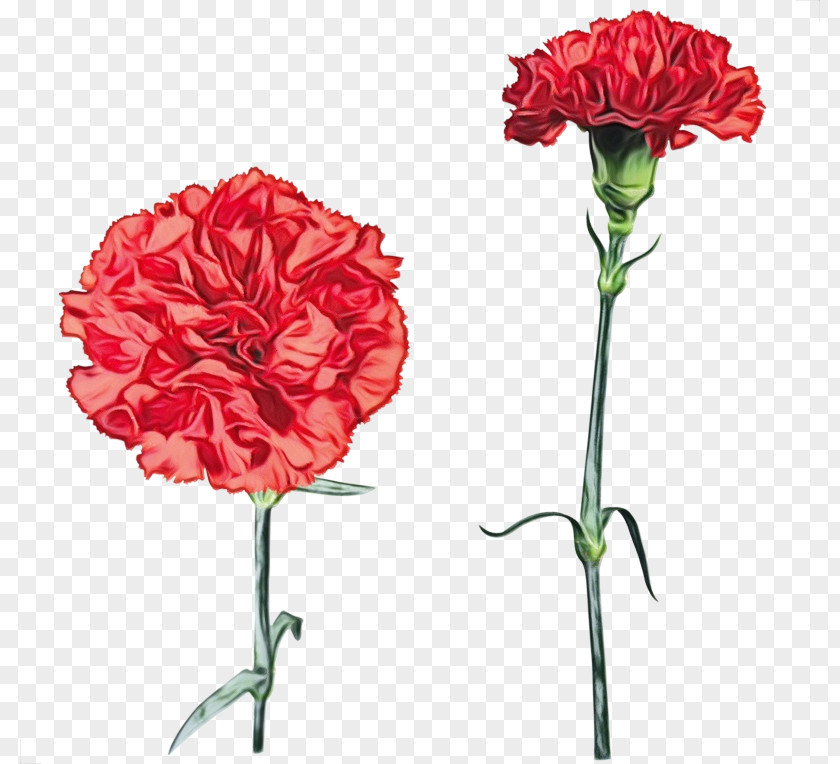 Dianthus Petal Flower Plant Carnation Cut Flowers Red PNG