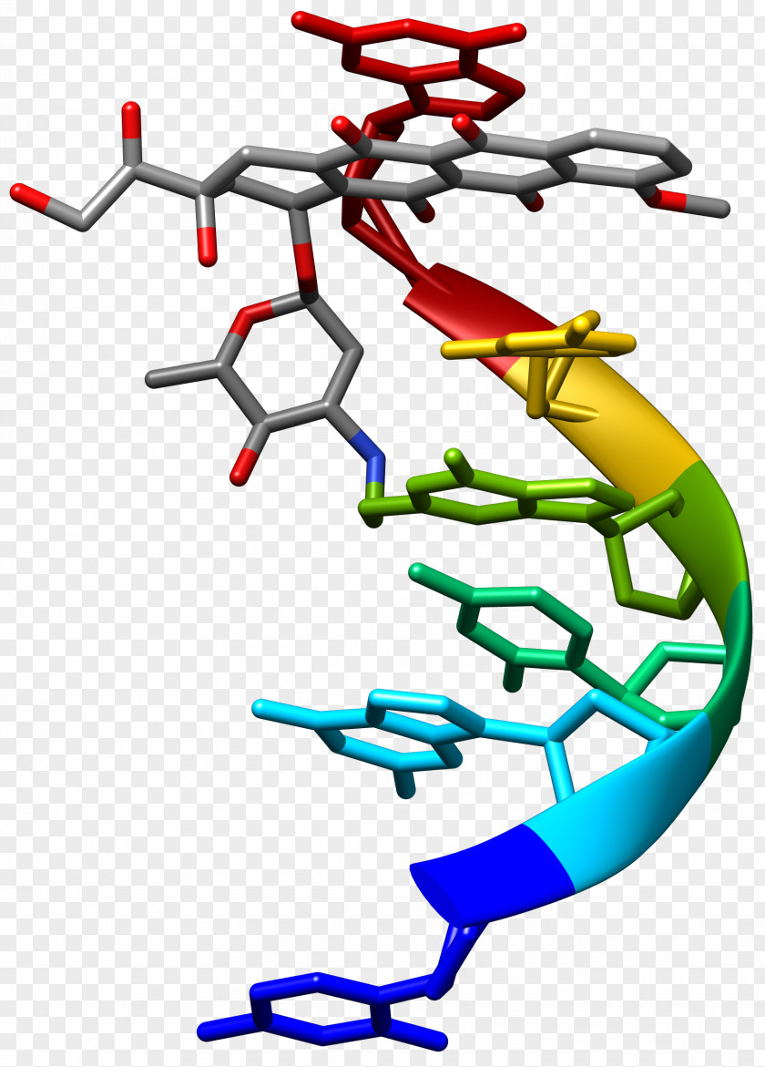 Dna Structure Human Medicinal Chemistry Ligand Molecule Crystal PNG