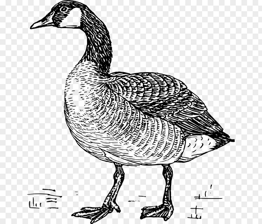 Goose Chinese Bird Canada Coloring Book PNG