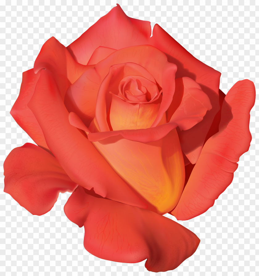 Petal Rose Benih Orange Purple Flower PNG