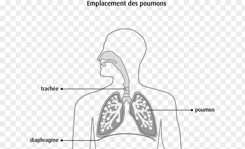 Poumon Mesothelium Body Cavity Pulmonary Pleurae Anatomy Ear PNG