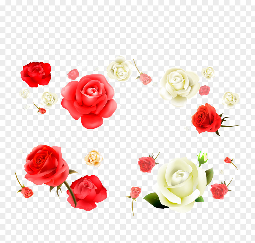 Red Rose And White Beach Flower Petal PNG