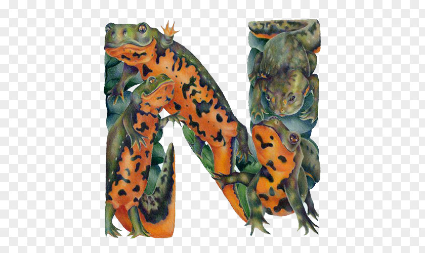 Simple Frog Letter N Alphabet Lettering Illustration PNG