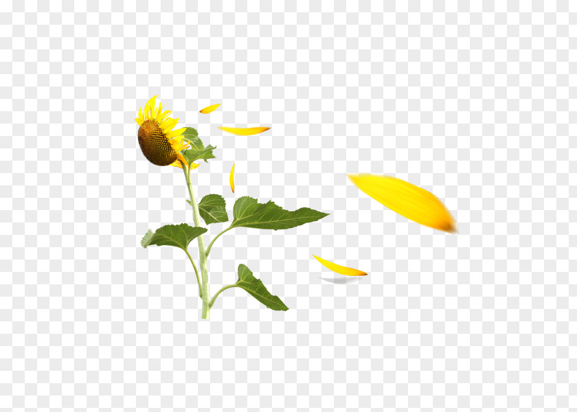 Sunflower Free Pull Material Download PNG