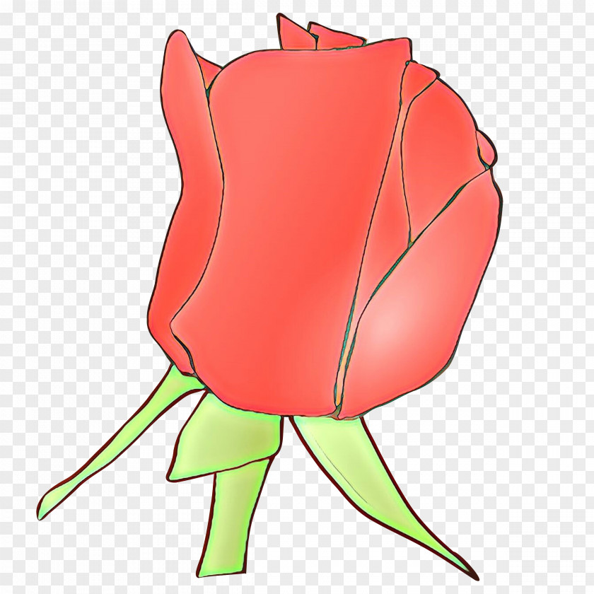 Tulip Rose Family PNG