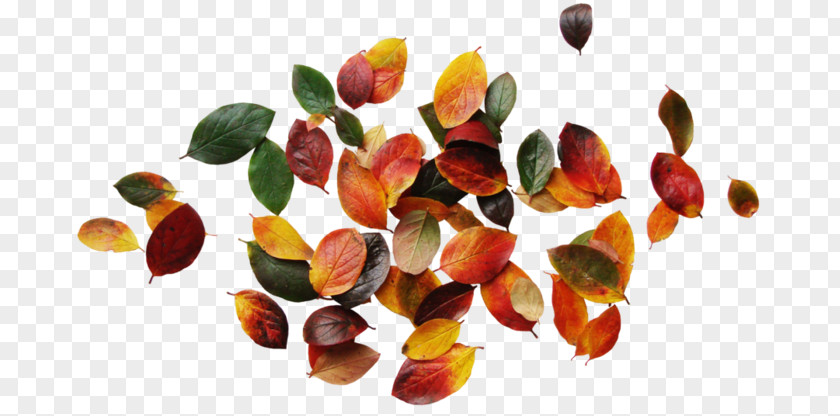 Autumn Leaves Clip Art Image Graphic Design PNG