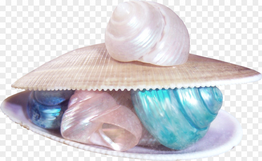 Conch Shells And Color Beach Of La Concha Sandy Seashell PNG