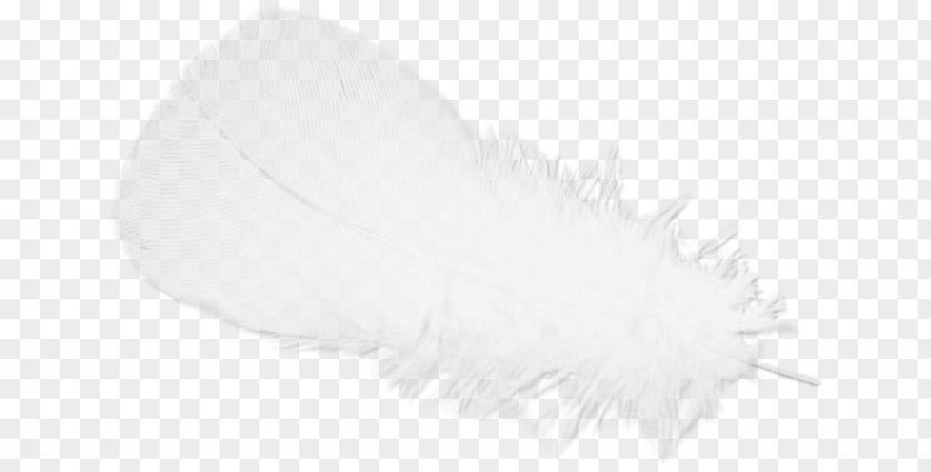 Feather White Black PNG