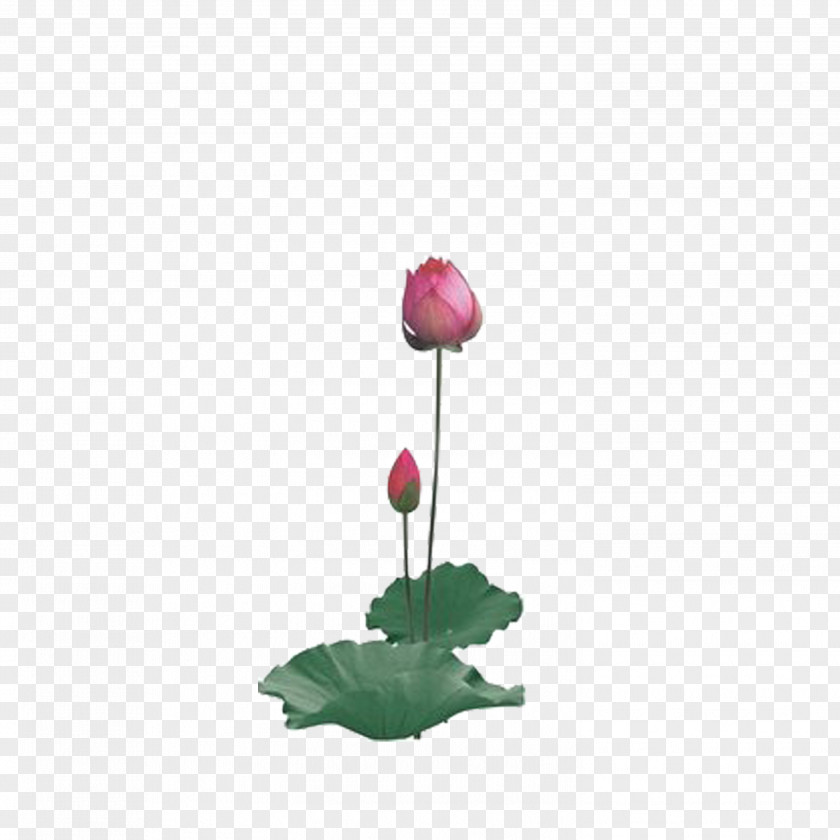 Lotus Leaf Nelumbo Nucifera Preview Clip Art PNG