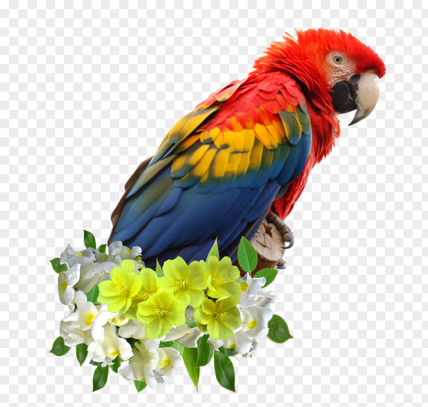 Parrot Bird Budgerigar Scarlet Macaw Vertebrate PNG