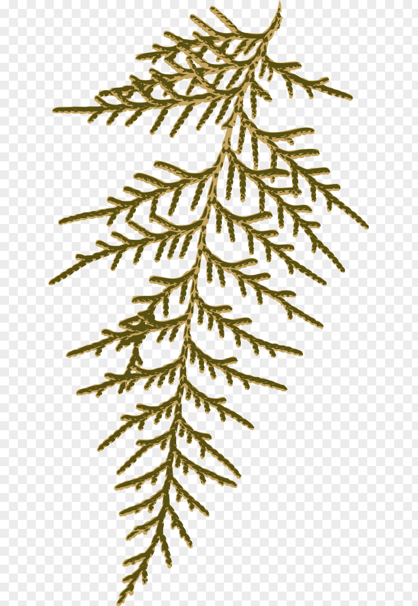 Spruce Leaf Plant Stem Twig Branch PNG