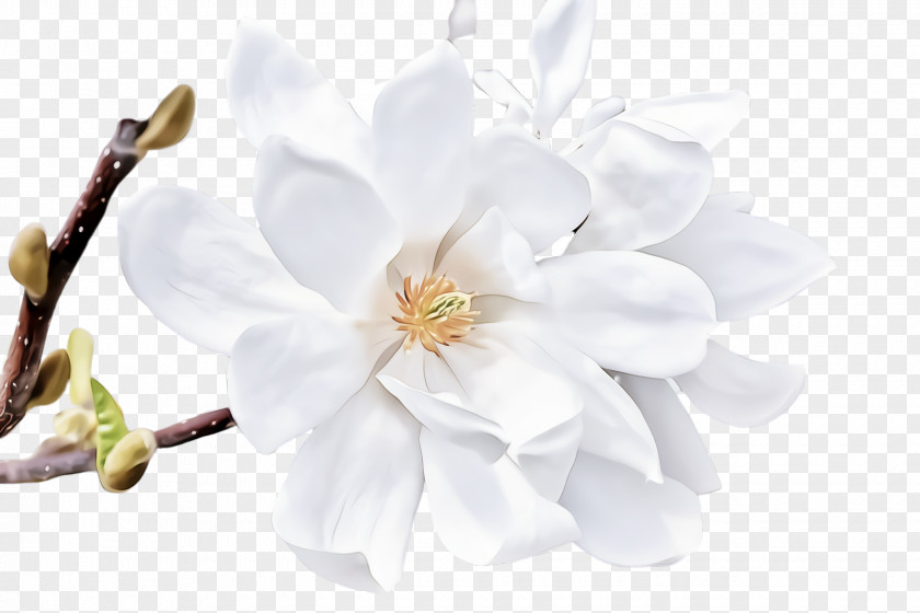 White Petal Flower Plant Blossom PNG