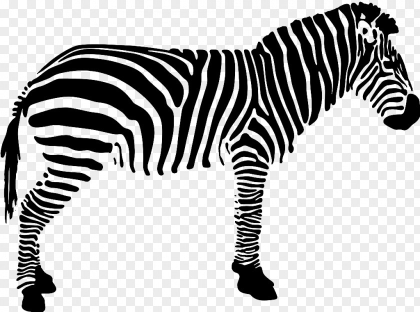 Zebra Quagga Black And White PNG