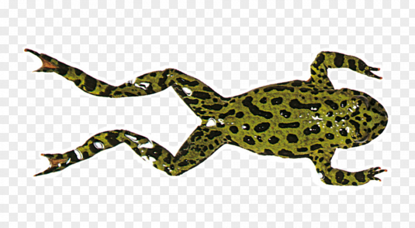 Disebut Super Tipis Frog Legs Amphibians Image Toad PNG