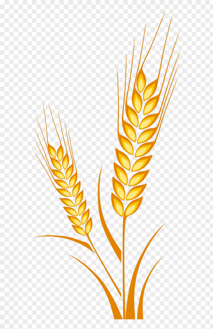 Poales Flower Wheat PNG