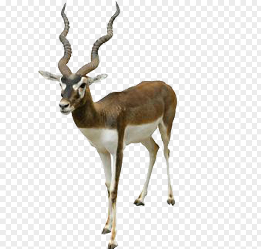 Qingyang Goat Antelope Animal Material Blackbuck Stock Photography Royalty-free PNG